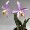 laelia lucasiana x c